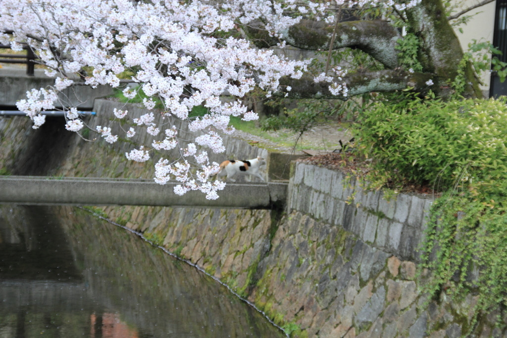 哲学の道で癒しの猫たちがお出迎え1032733