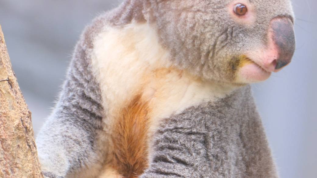 イングランドの丘のコアラ / 4