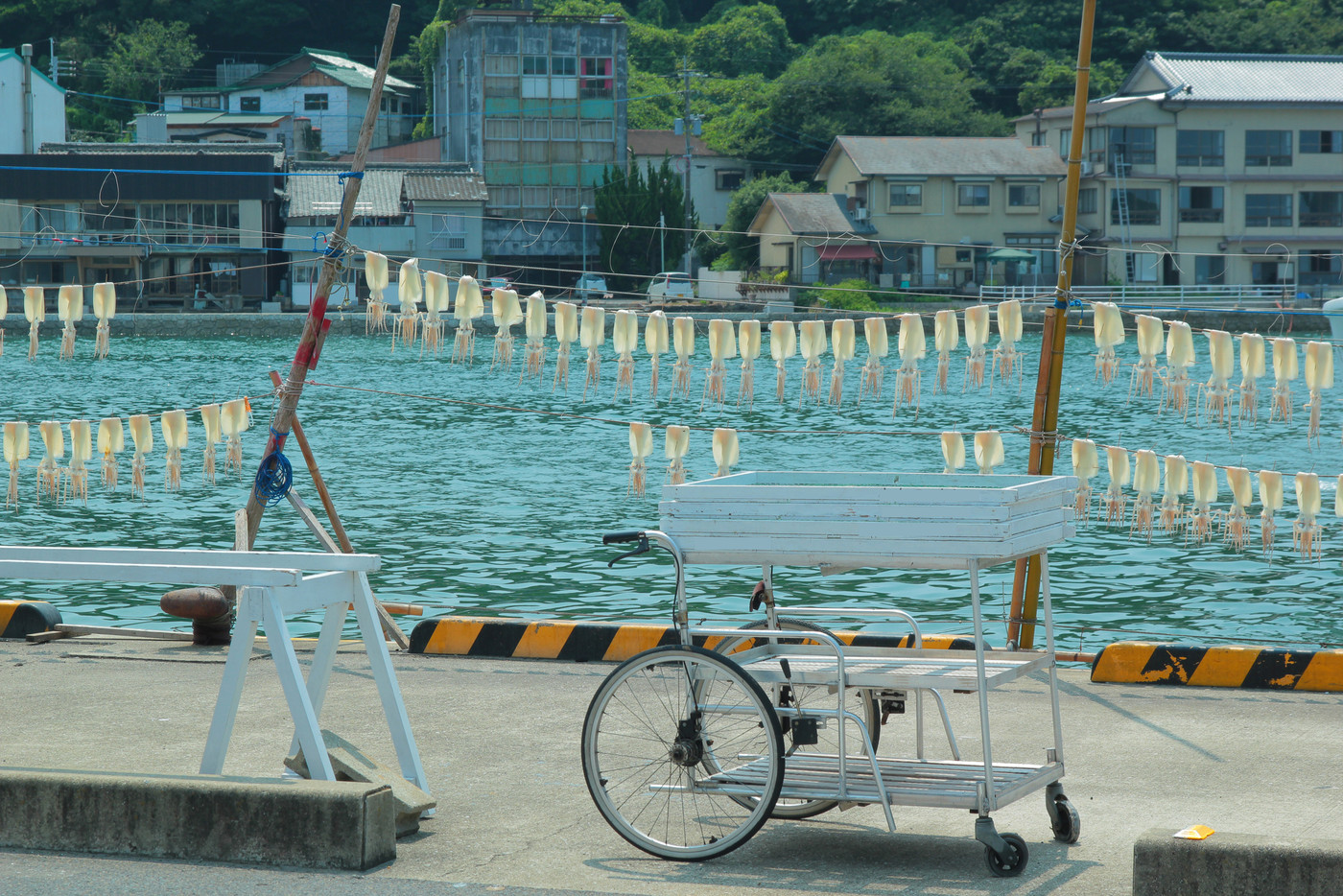 イカ　干物　一夜干し