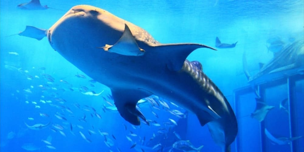 子供向けアクティビティ