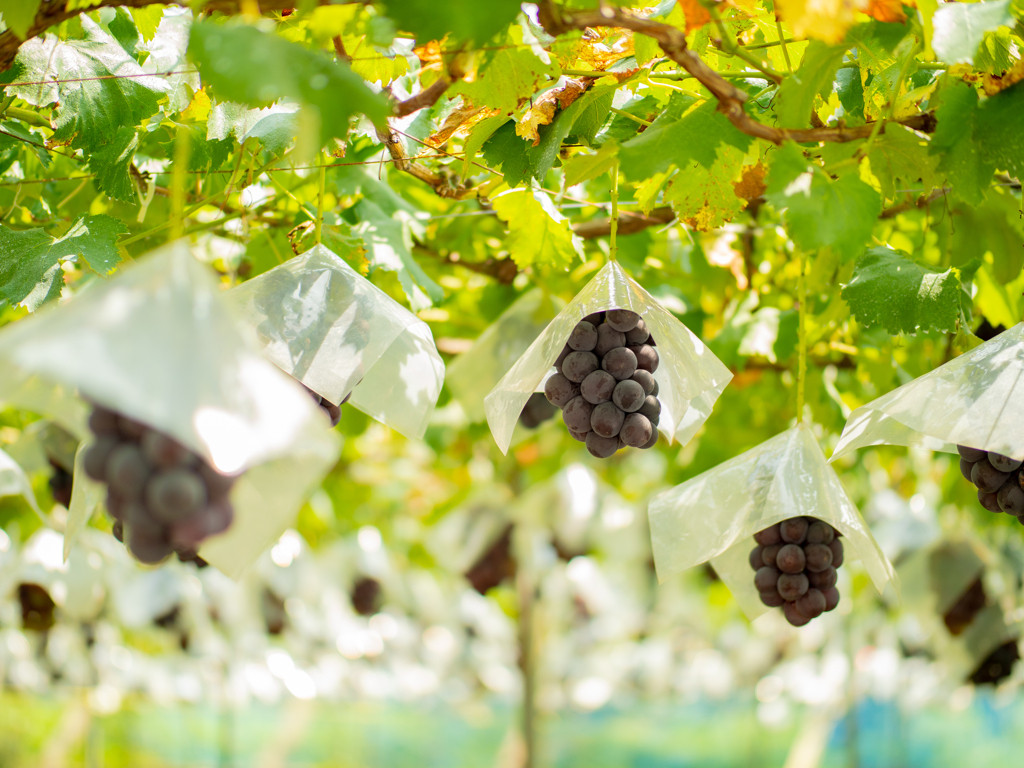 東京から1泊2日で行くなら、「山梨県」がおすすめ♩3491711