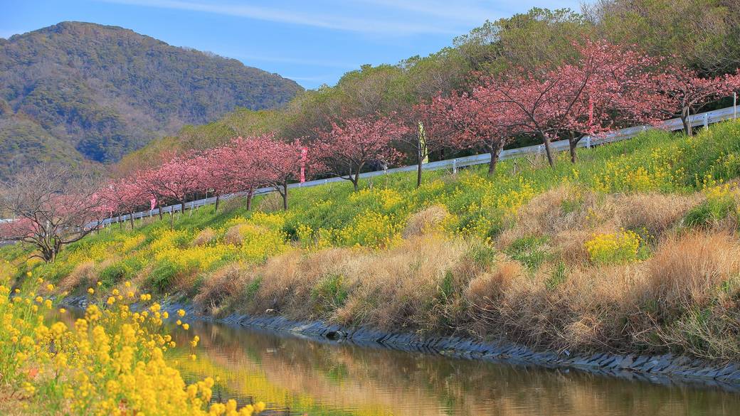 鋸南町の頼朝桜 / 2