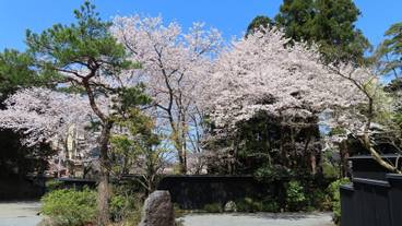 敷地内の自然② / 21