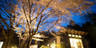 湯布院温泉 forest inn BORN