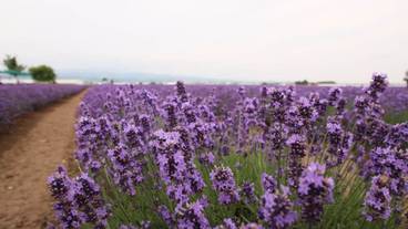 施設からの眺望 / 39