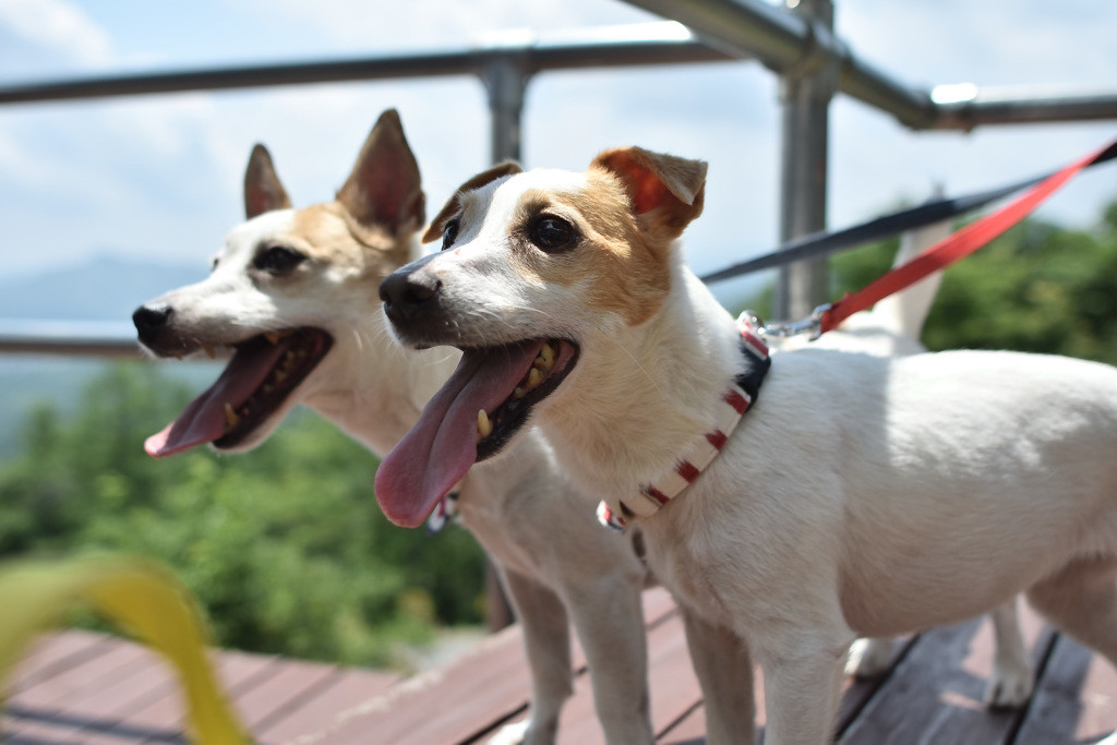 大切な家族・愛犬と旅に出かけよう♪4263758