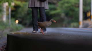 スタンダード ツインルーム
