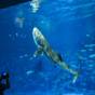 【家族で感動体験♪】全長5m超え！大迫力のジンベエザメに会える！かごしま水族館チケット付きプラン | 桜島マグマ温泉 国民宿舎 レインボー桜島