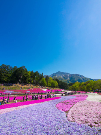 約40万株もの芝桜が作り出す、ピンク色の圧巻の景色！1555698