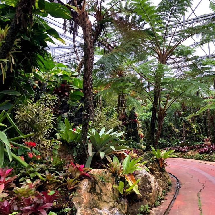 那覇空港から車で約1時間半「ナゴパイナップルパーク」。パーク内は亜熱帯のジャングルのようで、レストランや乗り物、お買い物ができる / 1