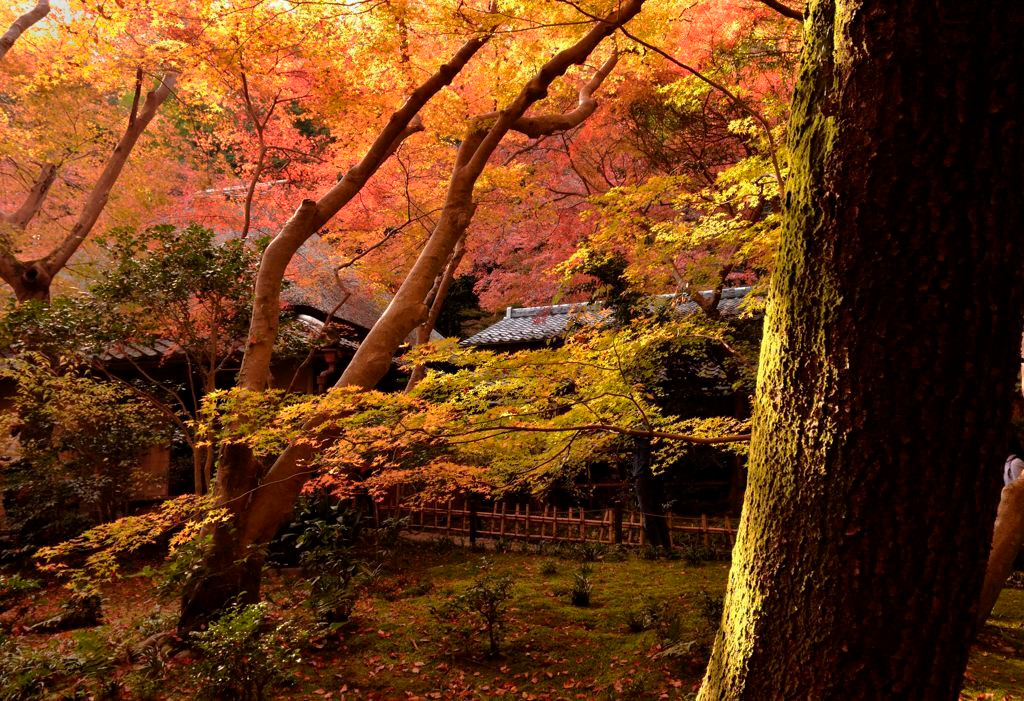 5.祇王寺1962190