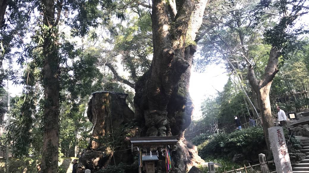 熱海の人気スポットで
好奇心を満たそう！ / 5