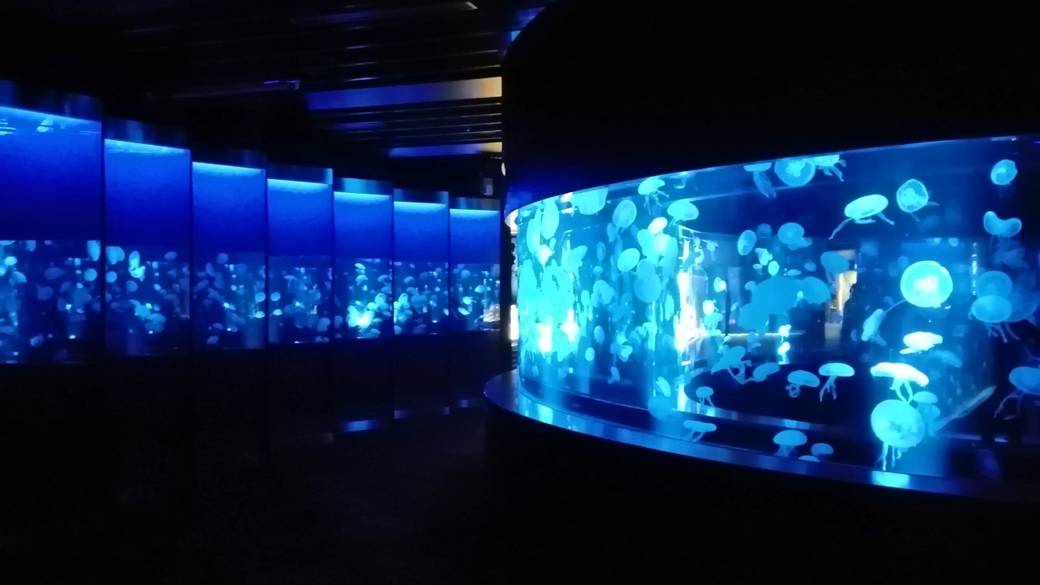 「京都水族館」へ
ひと味違った京都観光を / 1