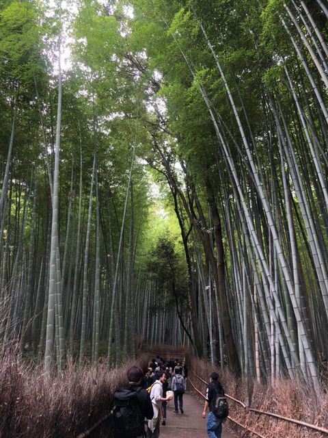 chiaki_k916さんの写真 / 2