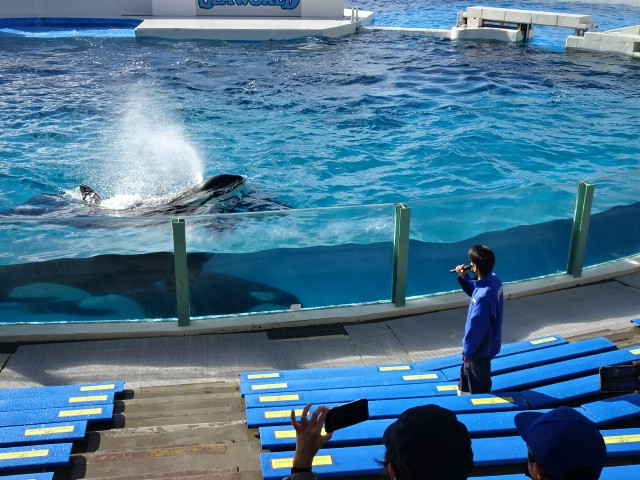 開演前のシャチ健康チェック見学