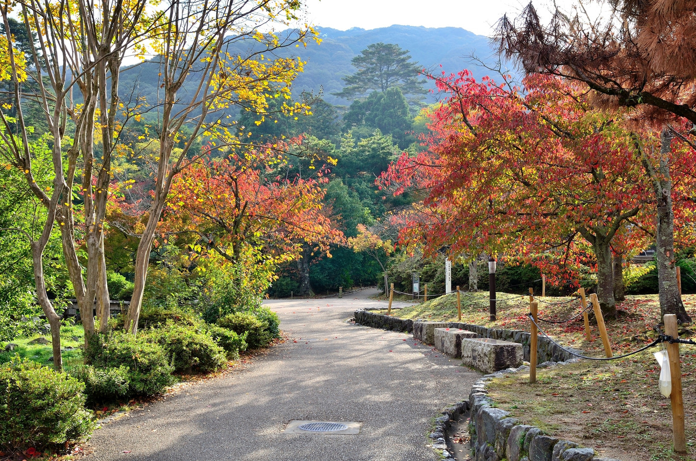 京都 円山公園