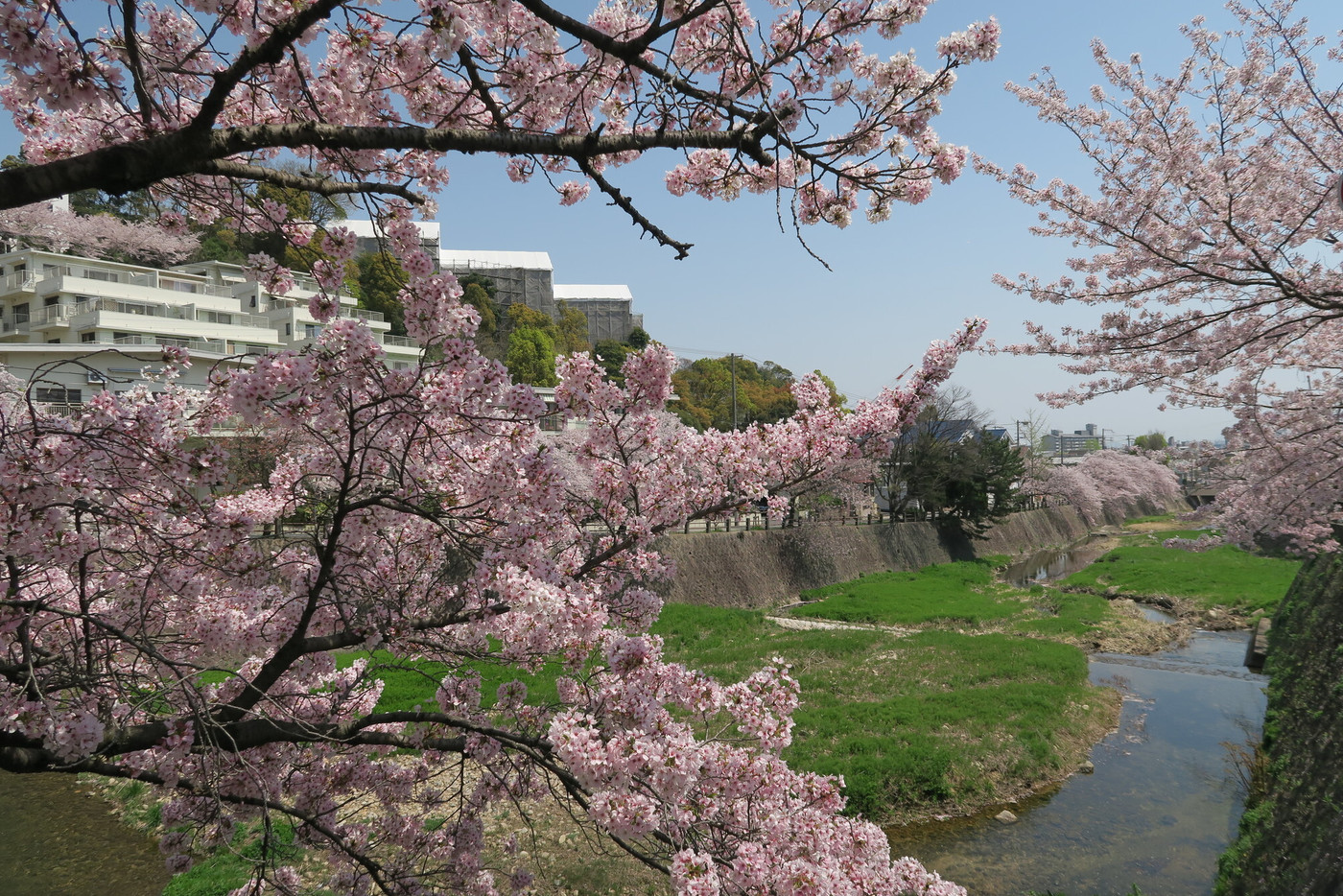 芦屋川の桜