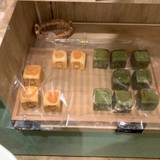 みっふぃー森のべーかりー 軽井沢店（ミッフィーモリノベーカリー）