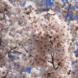 群馬を代表する桜並木！赤城南面千本桜で花見を楽しもう