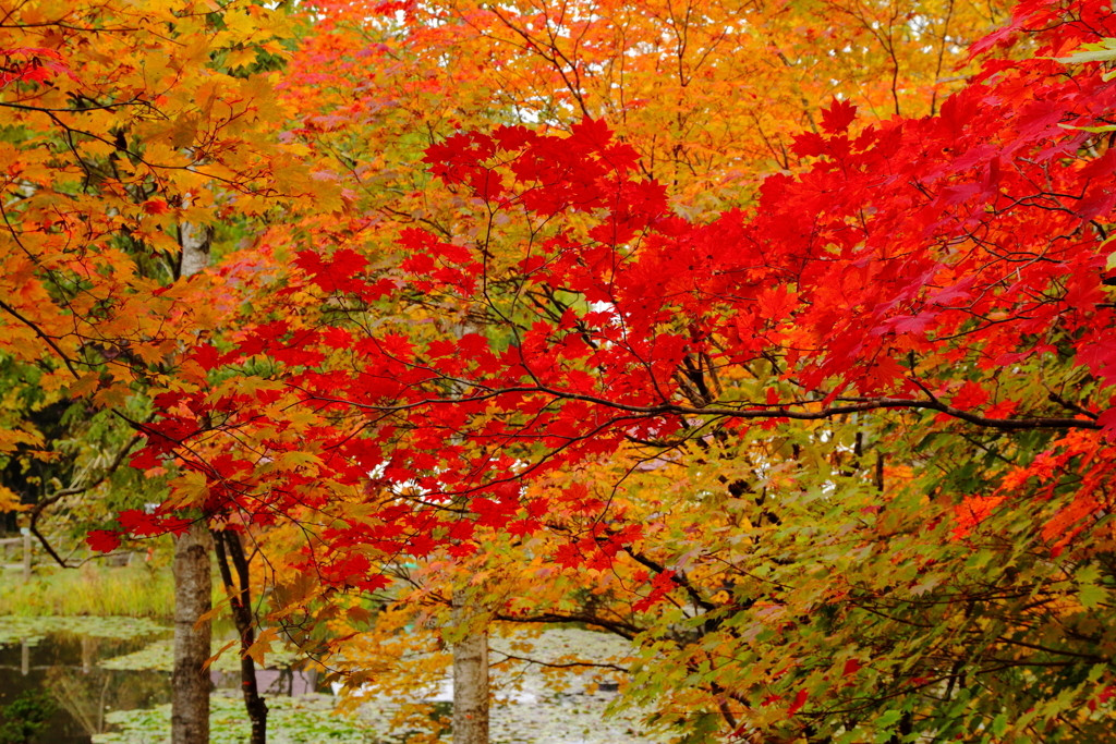 最高の紅葉が楽しめる！秋は「旭川」を旅しよう2491077
