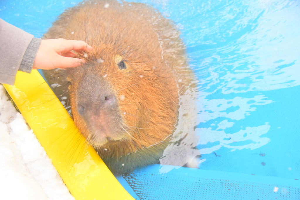 おすすめ観光地♪動物との触れ合いが楽しい「ノースサファリサッポロ」3521602