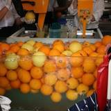 まるごと果汁店(マルゴトカジュウテン)