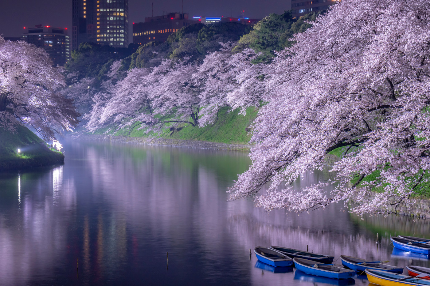 東京都　千鳥ヶ淵の夜桜