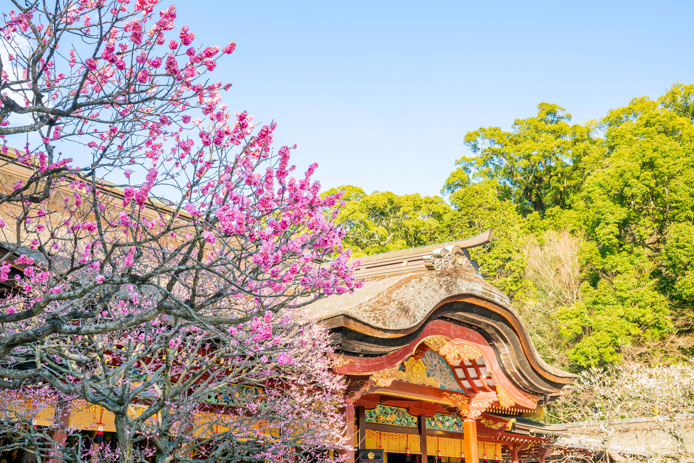 梅の花が満開の太宰府天満宮