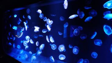 京都水族館 / 4