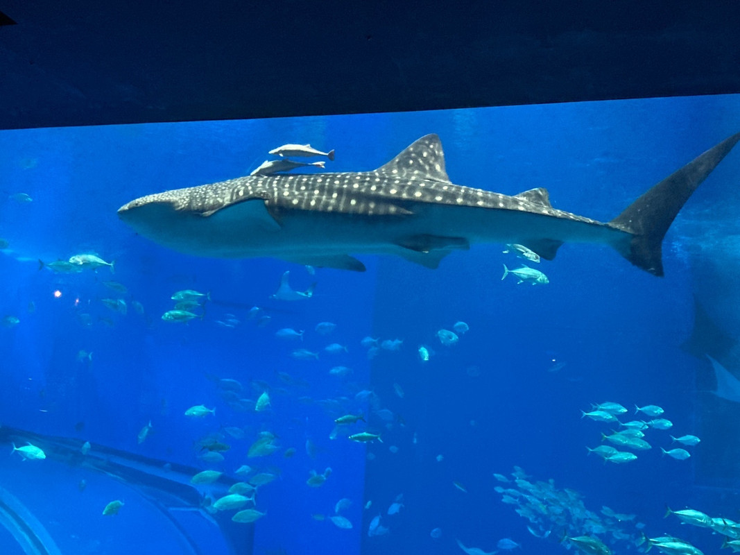 沖縄美ら海水族館