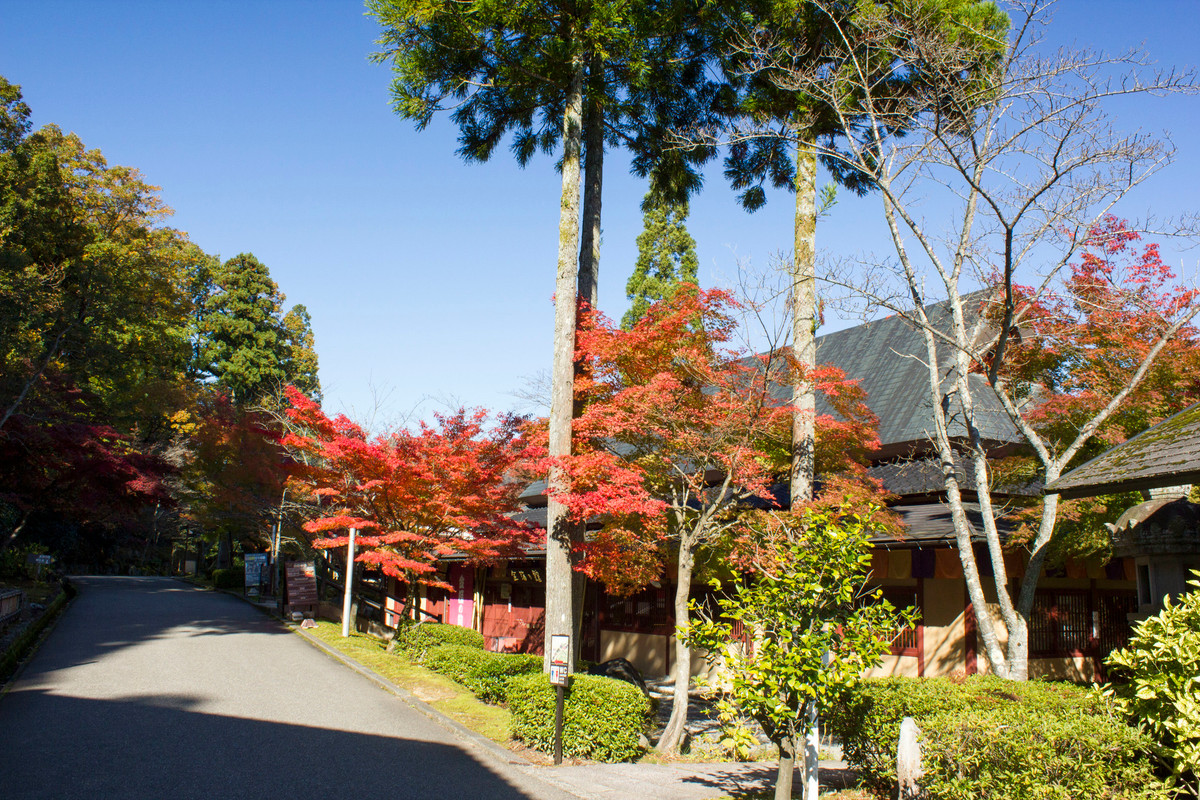 ゆのくにの森の風景