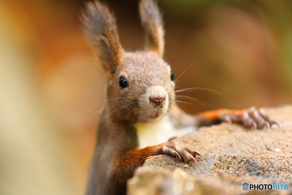 あれもこれも楽しみたい！魅惑の街、札幌3726606