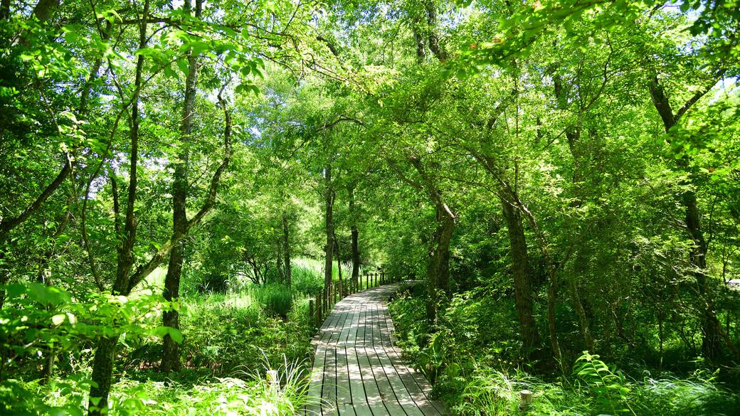 箱根湿生花園 / 2