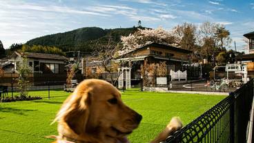 ペット用設備・サービス / 1