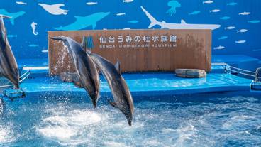 仙台うみの杜水族館 イルカショー / 7