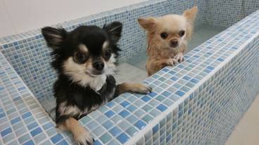 ドッグスパの湯船② / 5