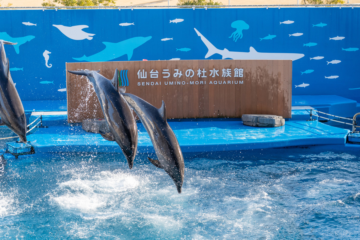 仙台うみの杜水族館 イルカショー