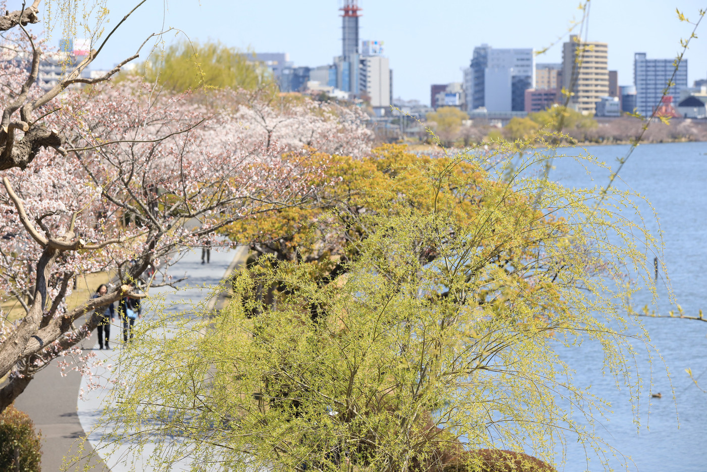 春の千波湖　茨城県水戸市