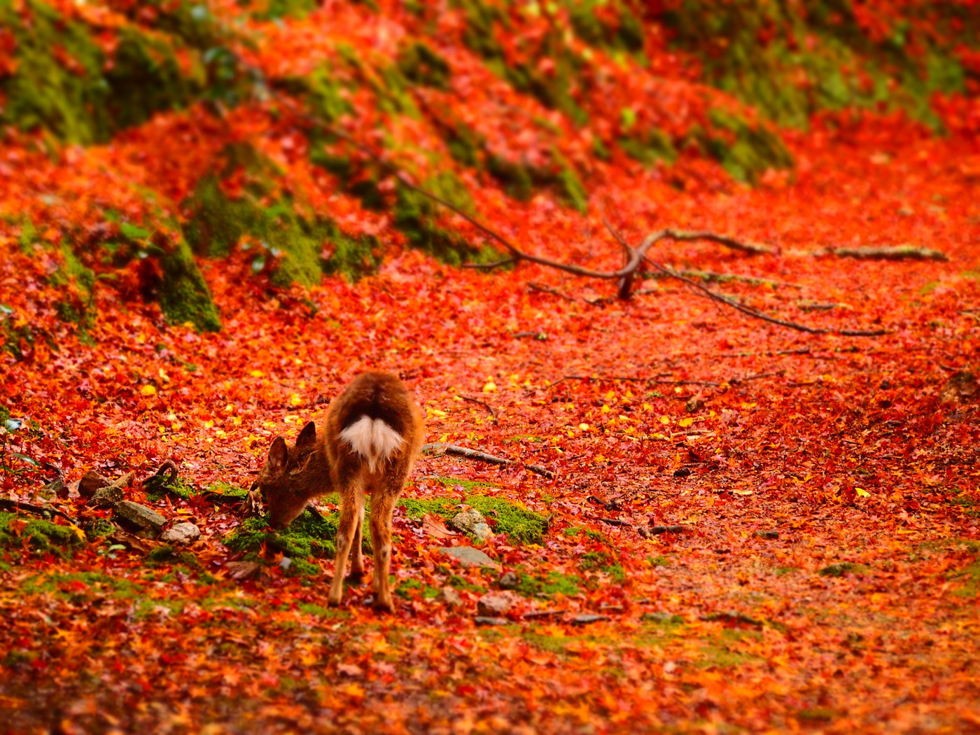 小鹿のいる紅葉の宮島