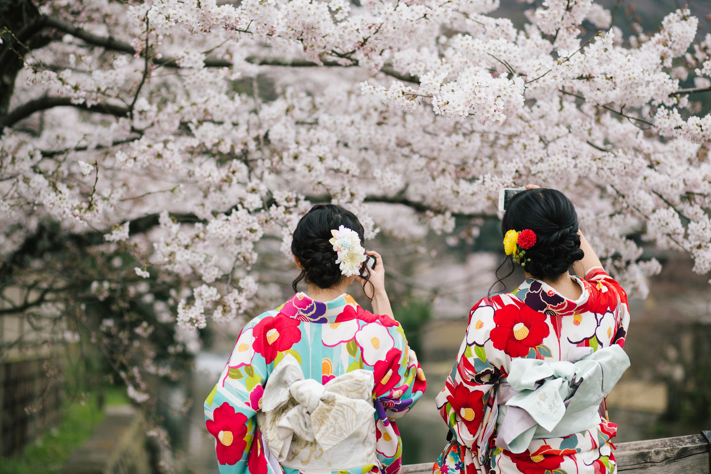 Two girls in kimino dresses take photo of sakura