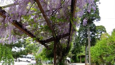 敷地内の自然① / 20