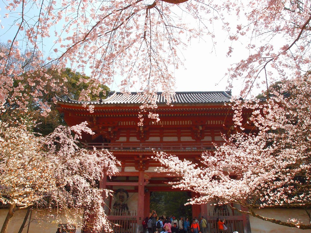 太閤殿下に会えるかも！「醍醐寺」1554336