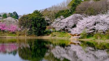 観光スポット / 7