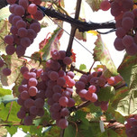 【山梨】ワイン好きにおすすめ☆築120年の土蔵で味わう甲州ワインが人気の「勝沼醸造」