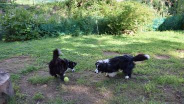 ペット同伴可 / 5