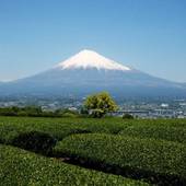 東海道 藤枝市 ビジネスホテル ホテル富岡屋(静岡県 ビジネスホテル) / 3