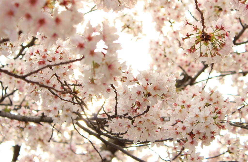 桜の名所でお花見しましょ♪1007067
