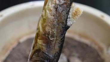 レストラン / 24