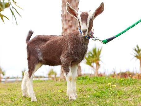 AJリゾートアイランド伊計島 / 4