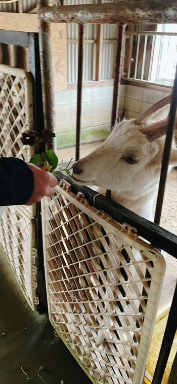 「淡路カントリーガーデン」 その他 236400374 餌代300円笑